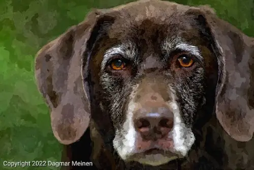 Ein alter brauner Labrador. Der Hund hat eine sehr graue Schnauze und graue Harre um die Augen.