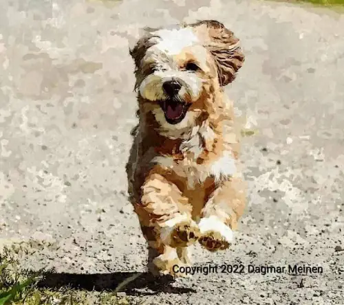 Ein kleiner weiß-brauner Hund rennt über einen Kiesweg auf den Betrachter zu. Er sieht sehr fröhlich aus.