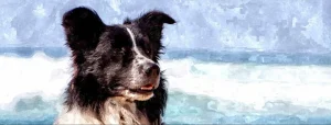 Kopfstudie. Ein schwarz-weißer Border-Collie vor einem blau-grünen Hintergrund.