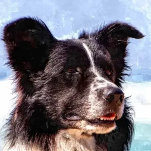 Border Collie am Strand. Kopfstudie.