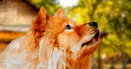 Ein Chow-Chow steht im Garten. Er sieht aufmerksam nach oben. Seine Ohren sind nach vorne gerichtet. Kopfstudie.