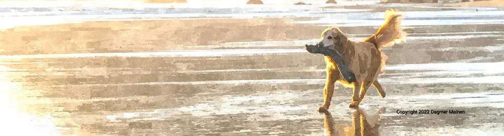 Es ist Ebbe an einem Strand im Sonnenlicht. Der Boden glänzt wie fließendes Gold. Ein Golden-Retriever läuft mit einem dicken Stück Treibholz über den Strand.