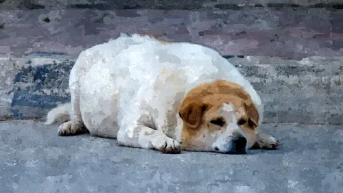 Ein sehr dicker weißer Hund mit braun-weißem Kopf liegt auf einer Straße.