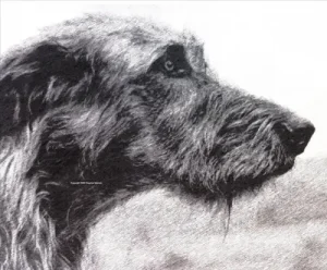 Zeichnung eines Irish-Wolfhound. Kopfstudie.