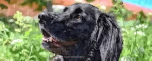 Ein Jagdhund sitzt in einer grünen Blumenwiese.