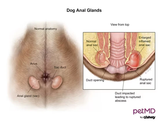 Analbeutel beim Hund