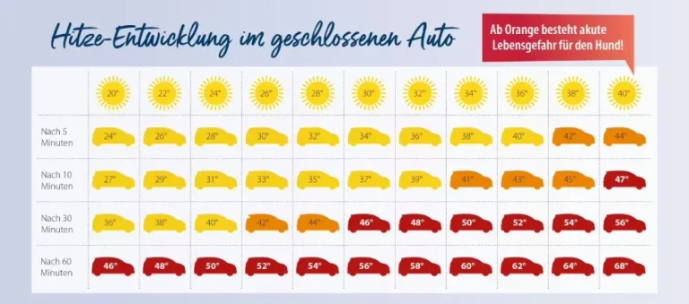 hund hitze auto